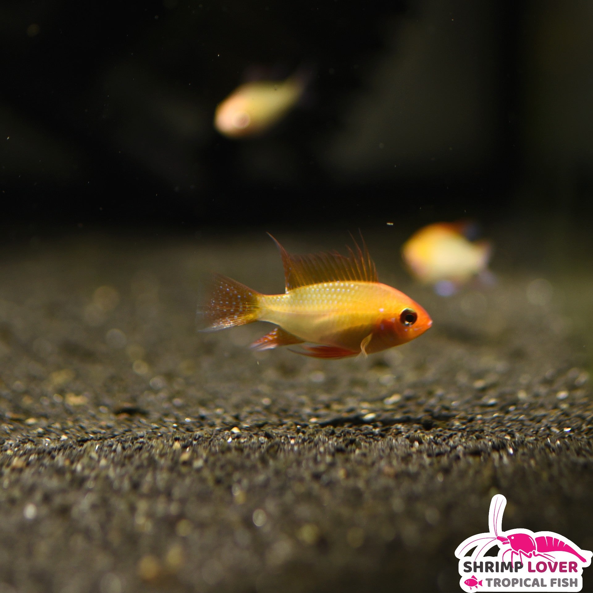 Golden hotsell tropical fish