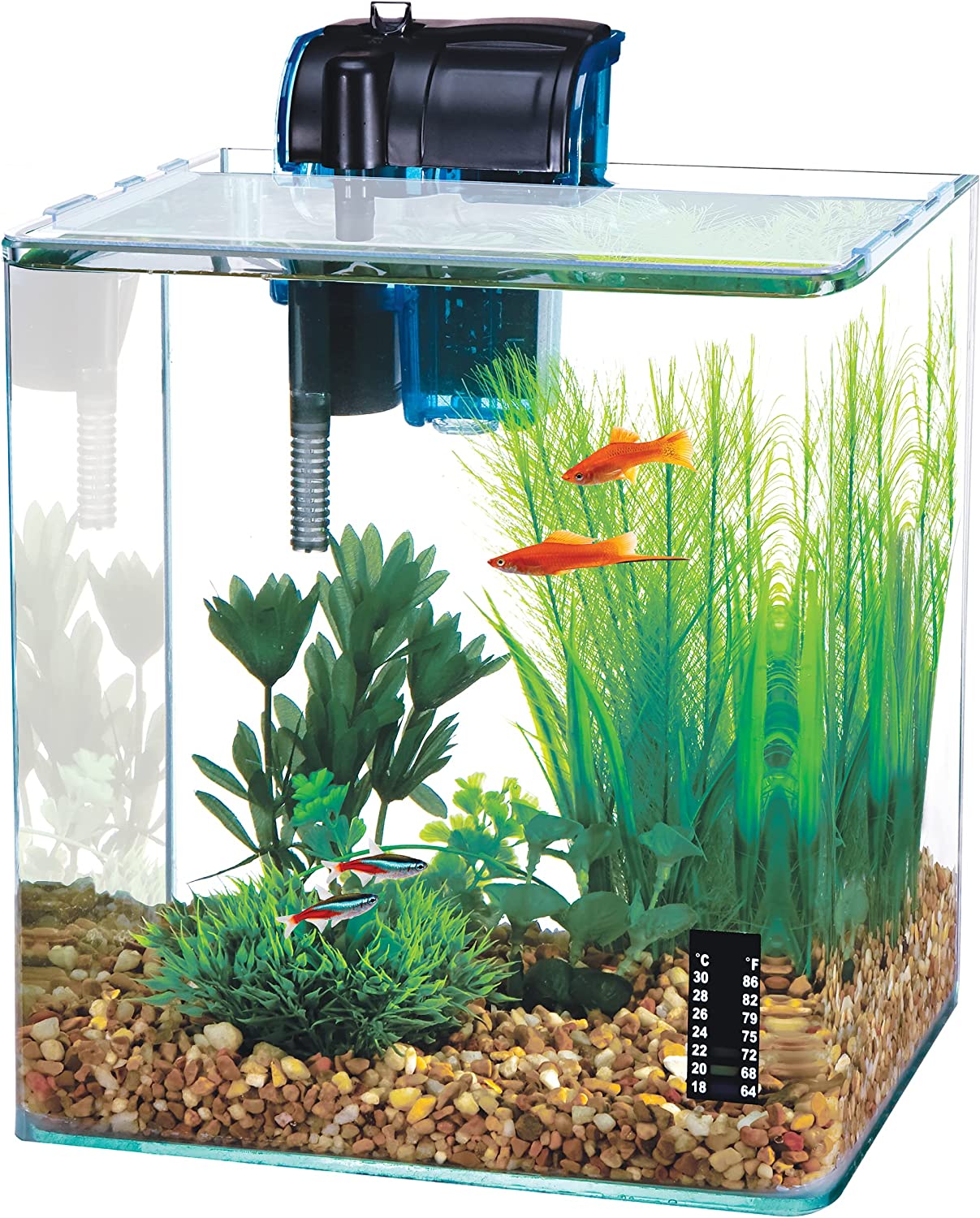 Shrimp best sale tank fish