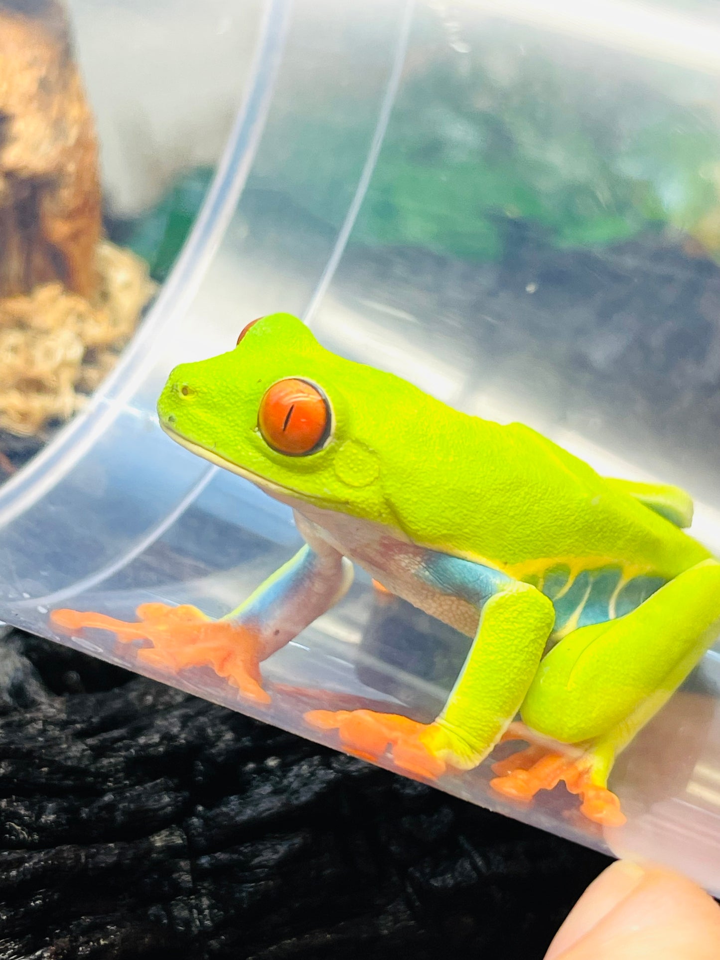 Red Eye Tree Frog