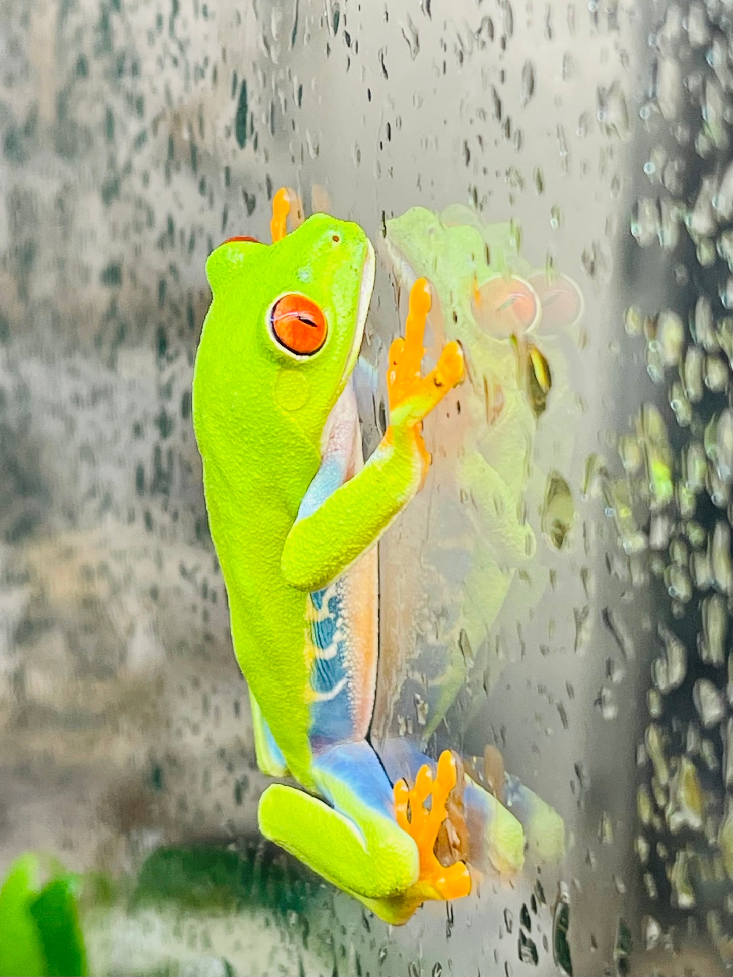 Red Eye Tree Frog