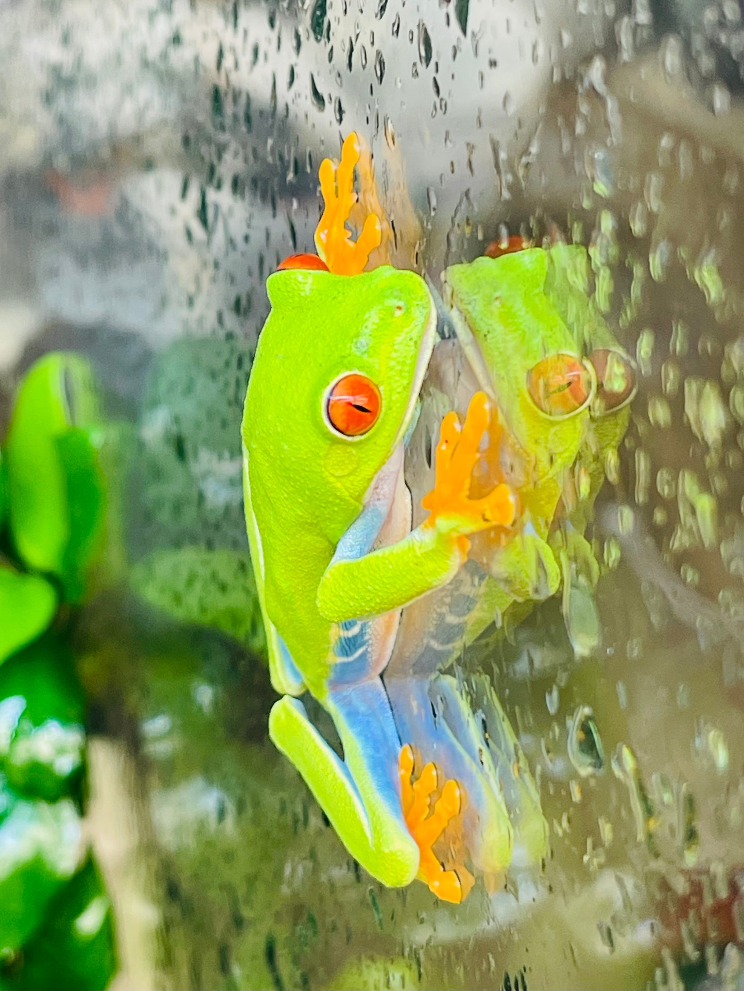 Red Eye Tree Frog