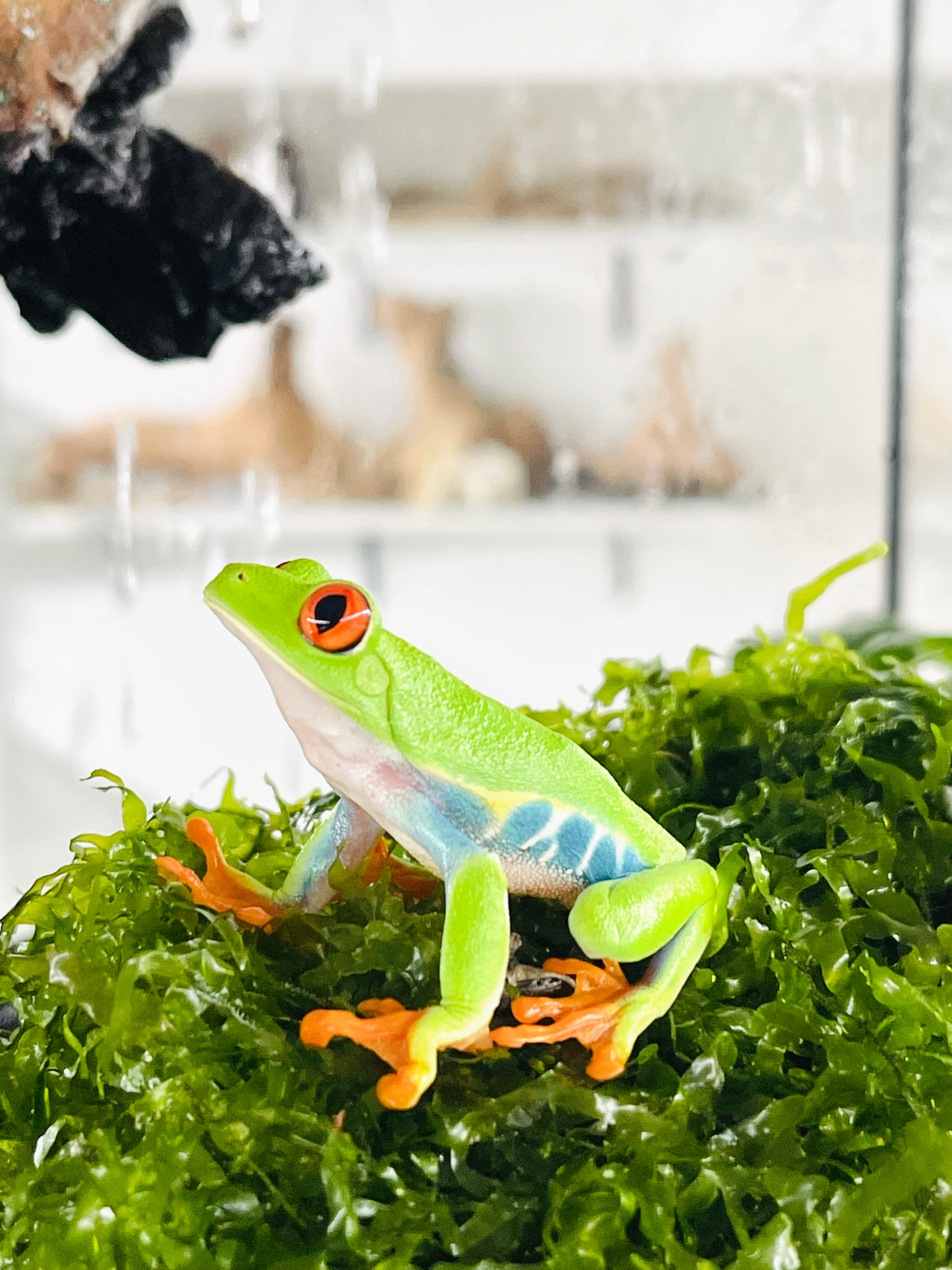 Red Eye Tree Frog