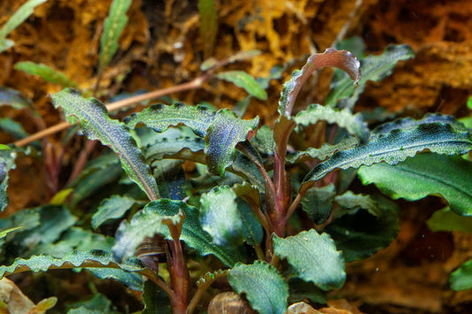 Bucephalandra 'Kedagang'