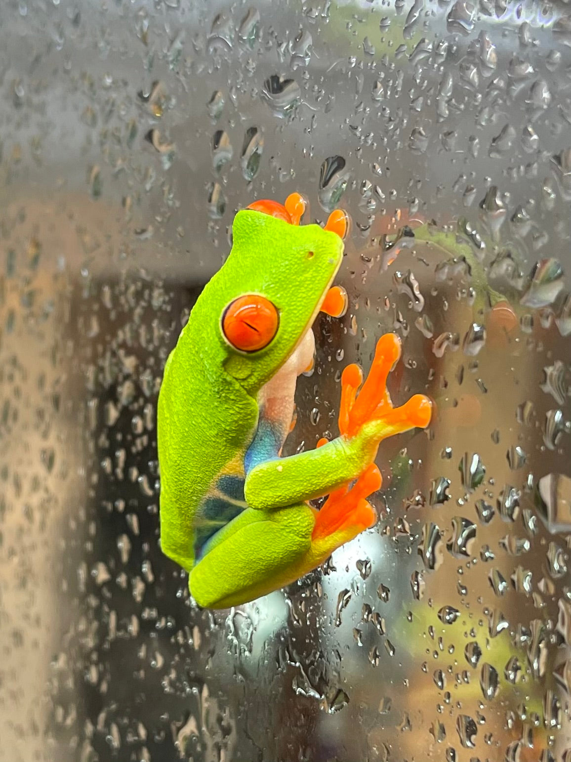 Red Eye Tree Frog