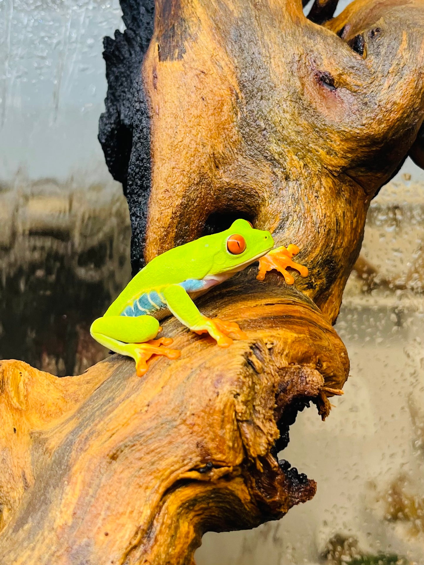 Red Eye Tree Frog