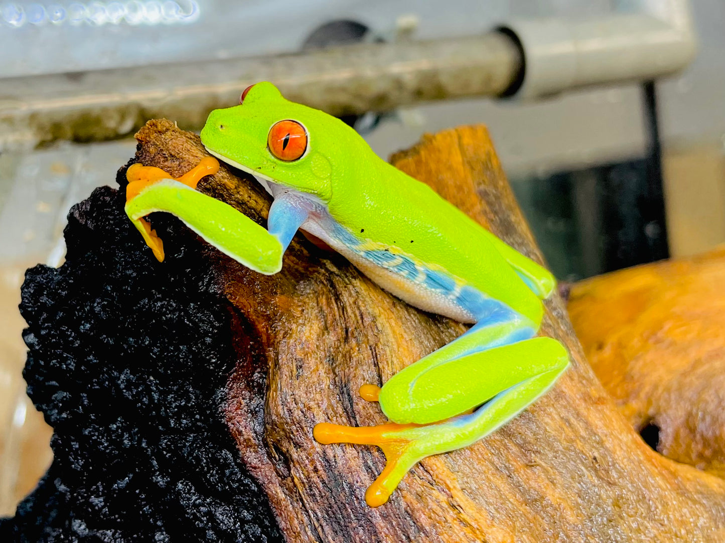 Red Eye Tree Frog