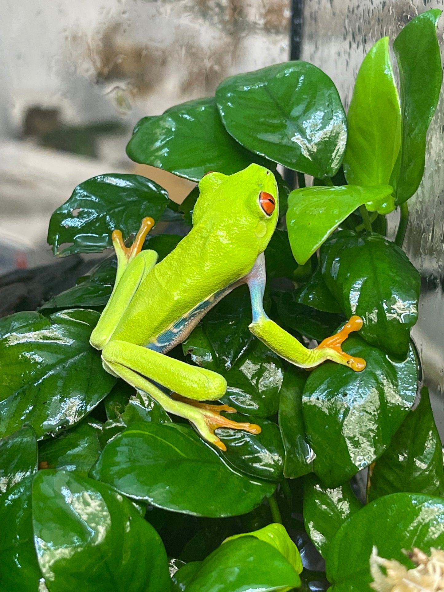 Red Eye Tree Frog