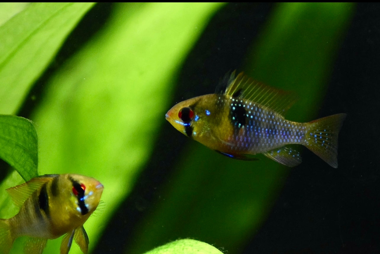 German blue rams