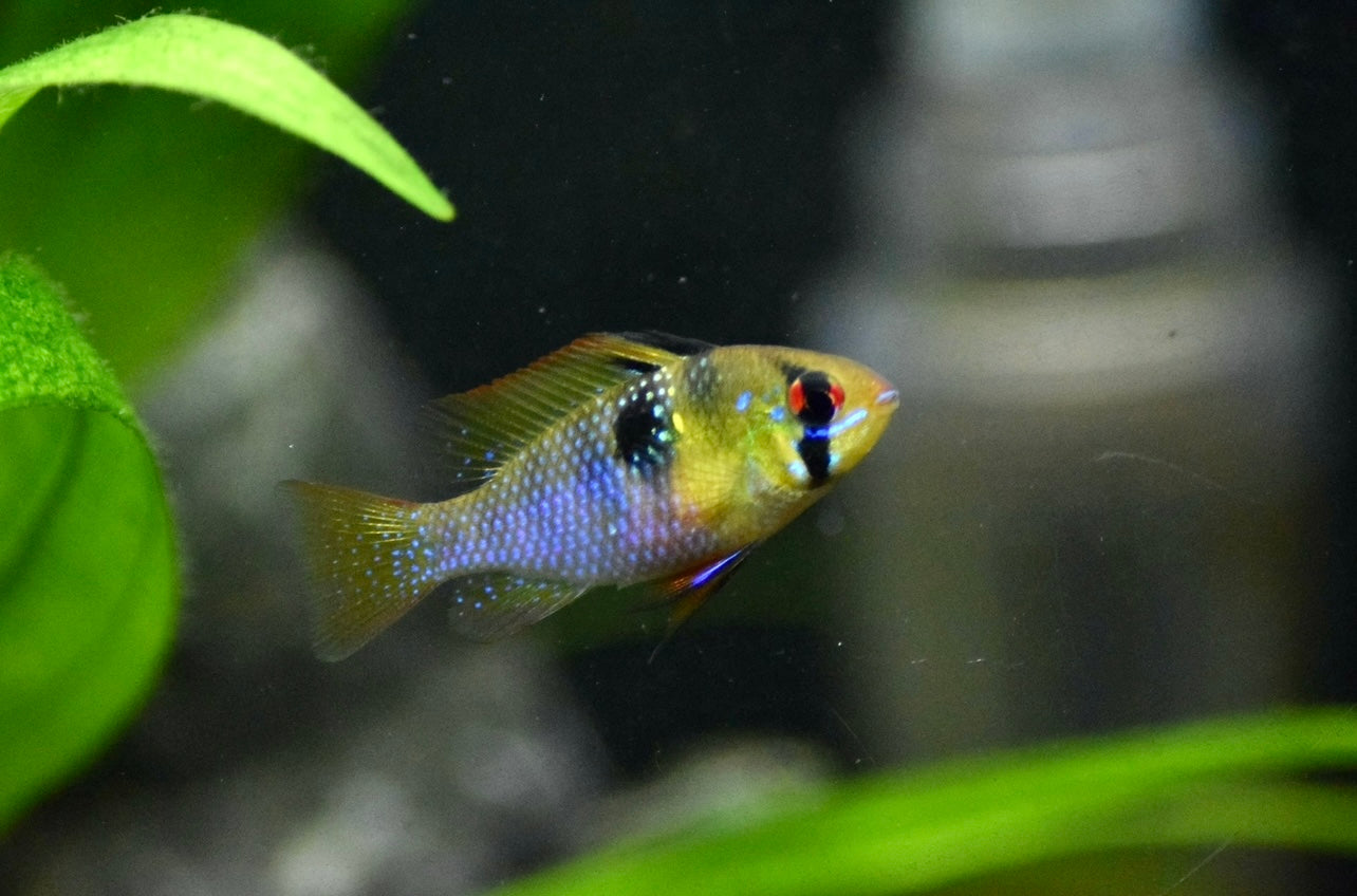 German blue rams