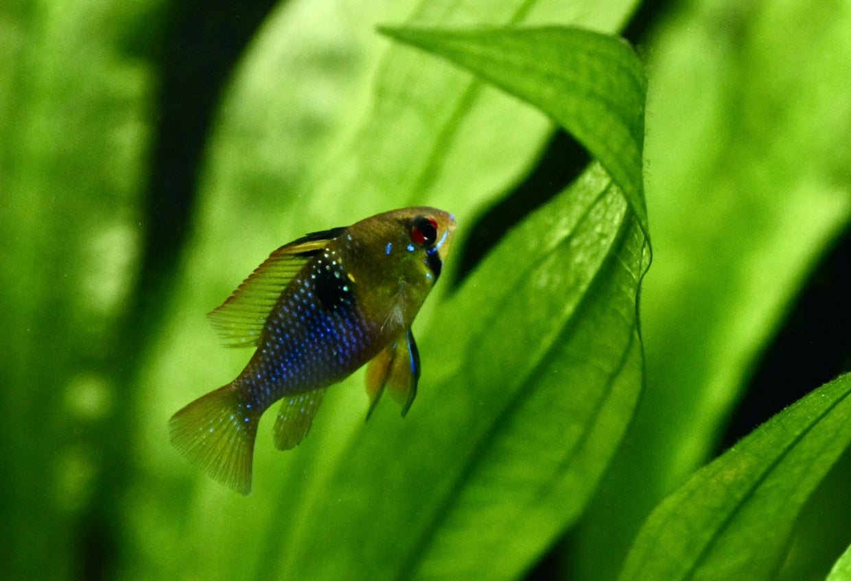 German blue rams