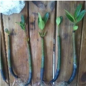 Red Mangrove Rooted