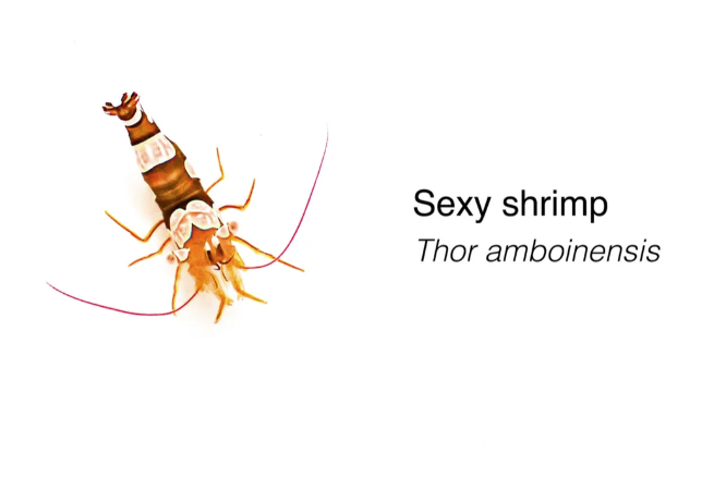 SEXY SHRIMP