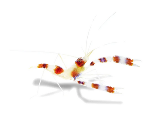 CORAL BANDED SHRIMP ( Pre-Order Only)