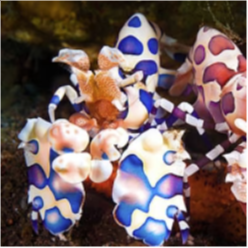 HARLEQUIN SHRIMP ( Large )