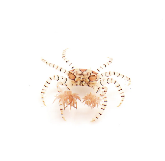 Pom Pom Anemone Crab ( Pre-Order Only)