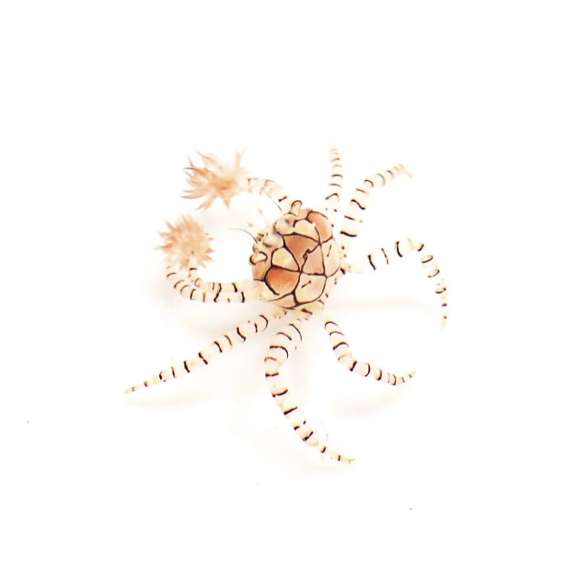 Pom Pom Anemone Crab ( Pre-Order Only)