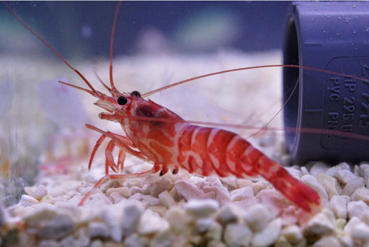 PEPPERMINT SHRIMP ( Pre-Order Only)