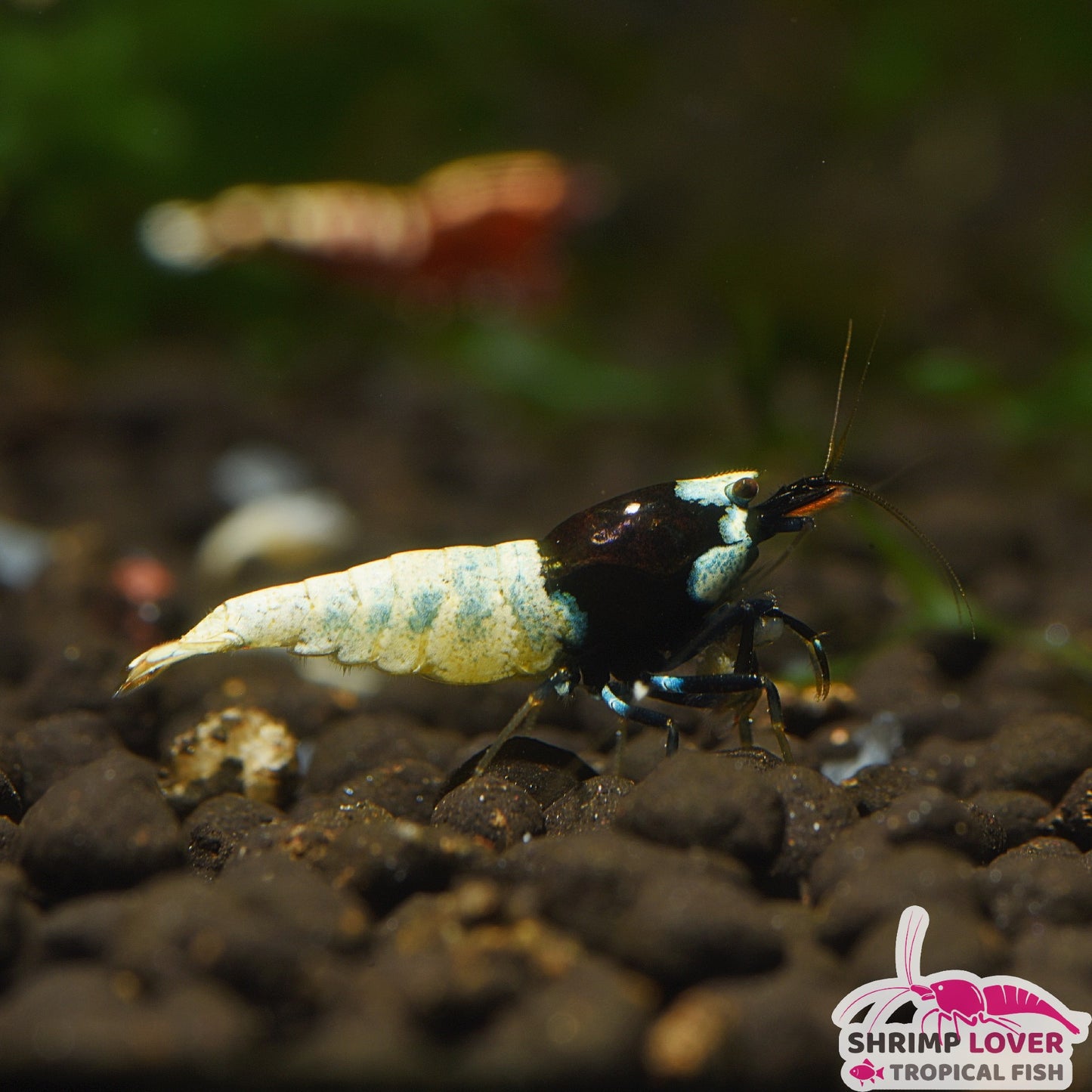 Black Pinto Shrimp SS