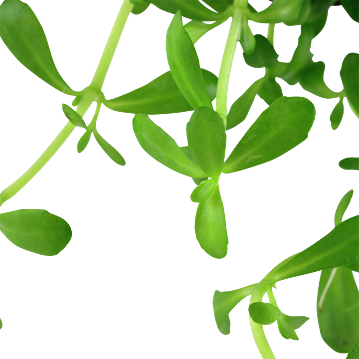 Bacopa monnieri 'Compact'