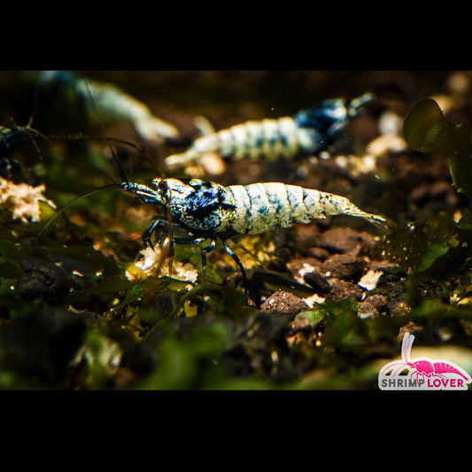 Blue bolt Mosura Shrimp