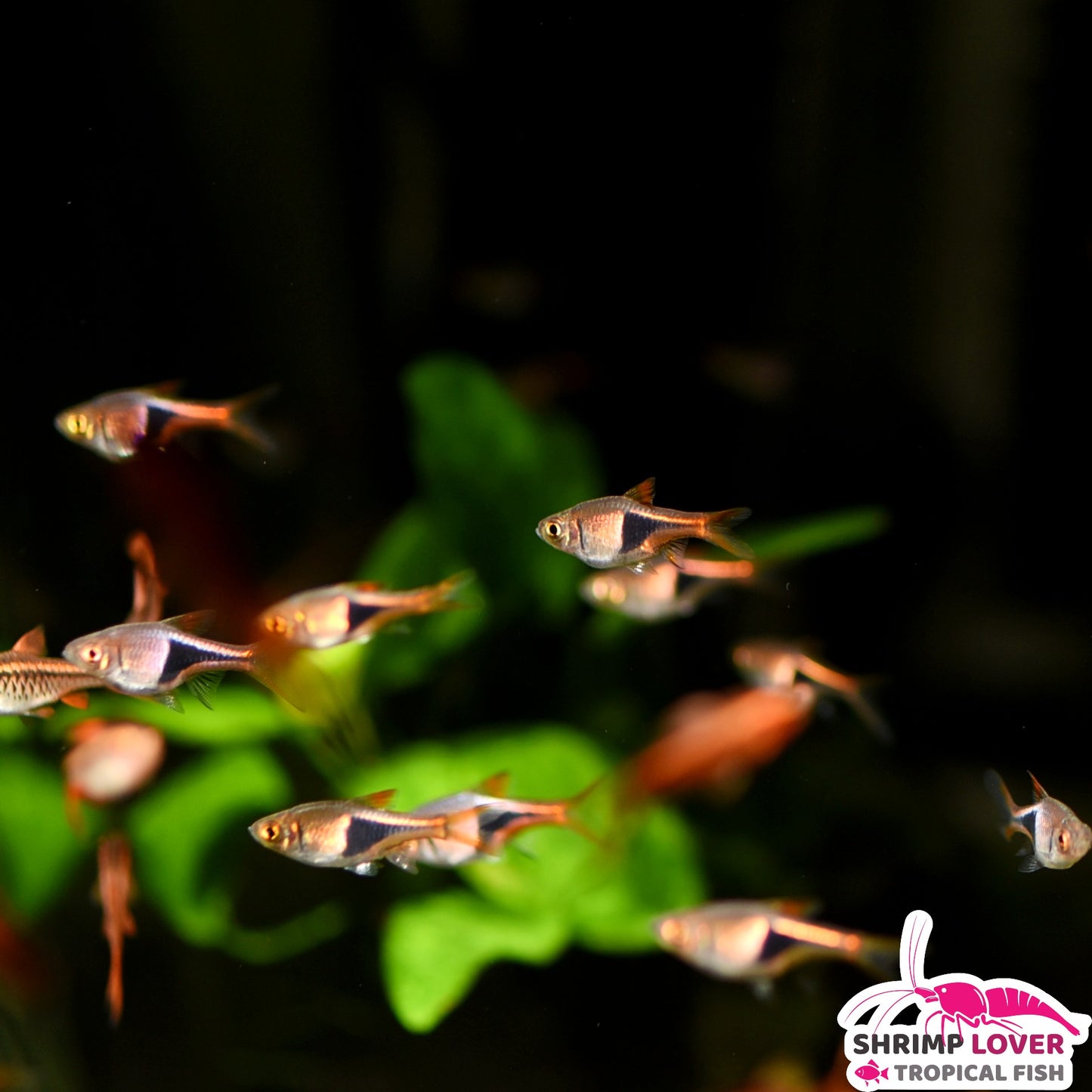 Harlequin Rasbora