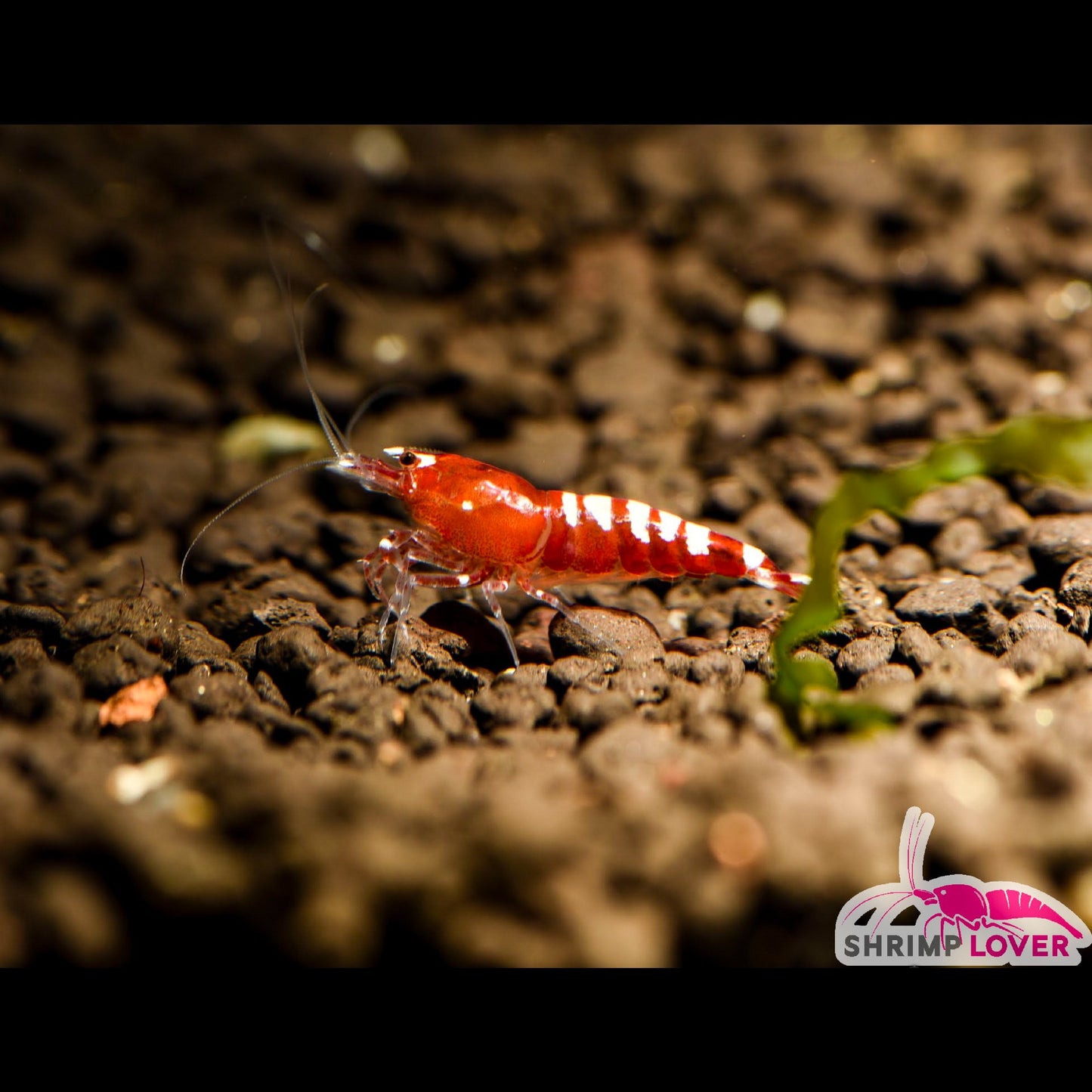 Red Pinto Shrimp