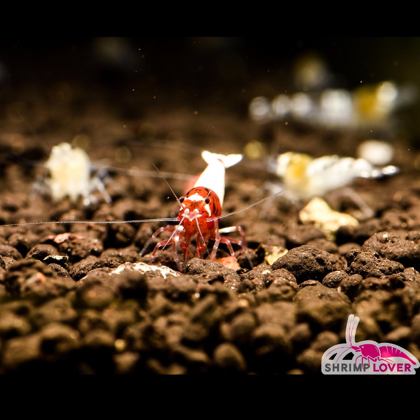 Red Pinto Shrimp