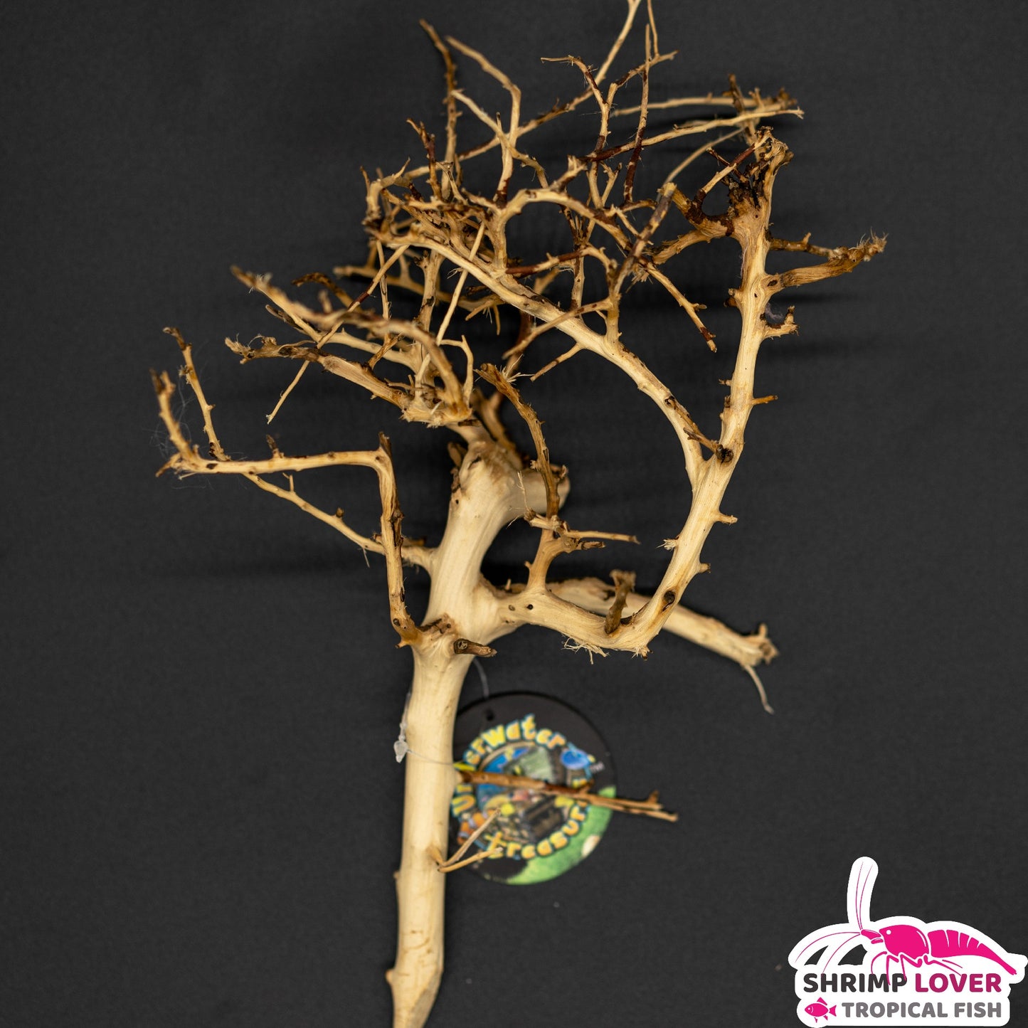 Bird Nest Wood-small