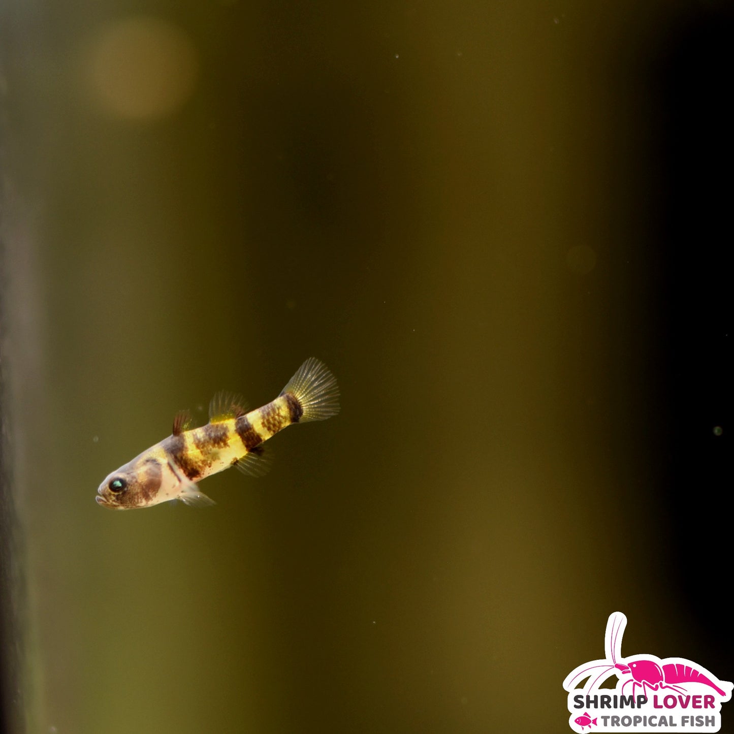 Bumblebee Goby