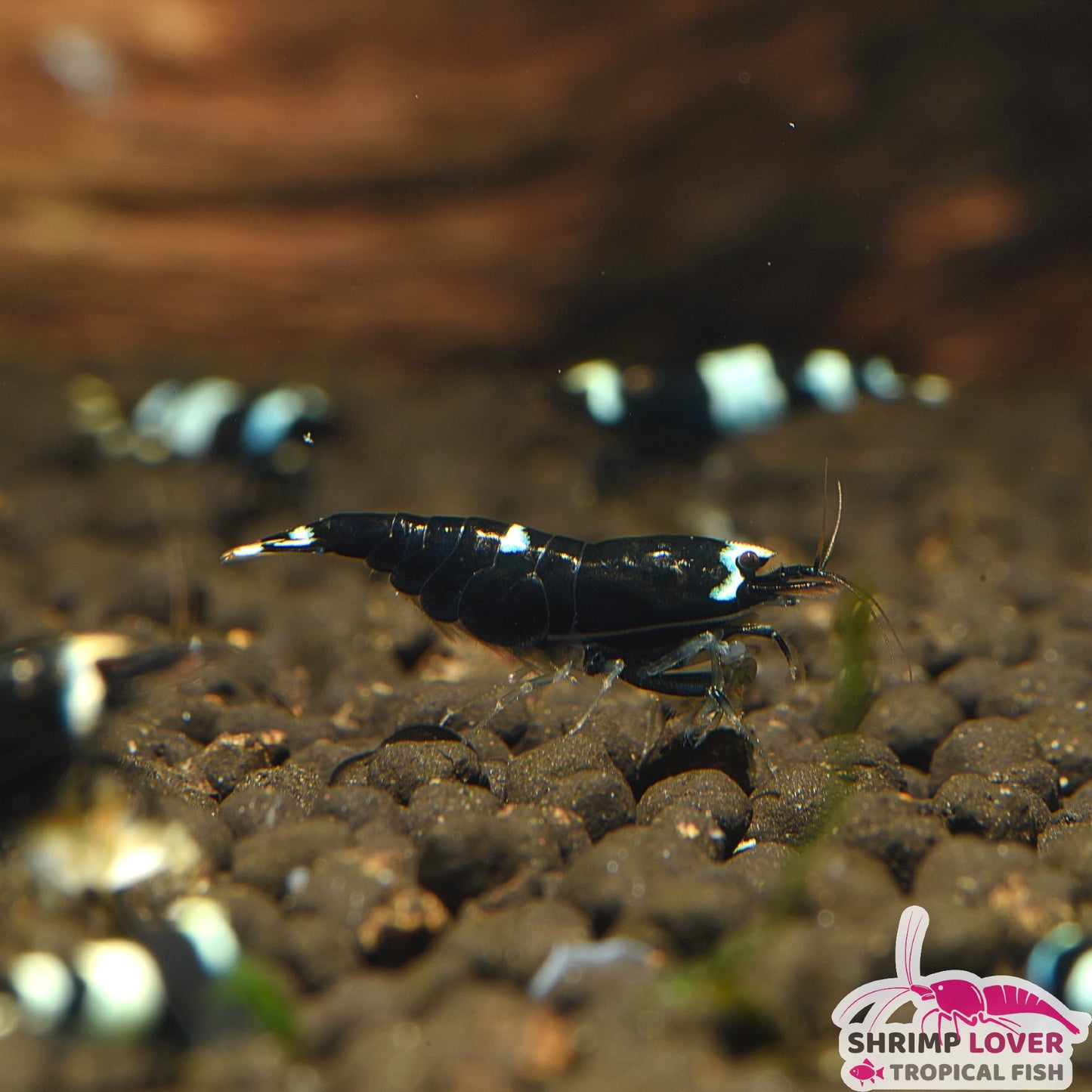 Black Kingkong Shrimp