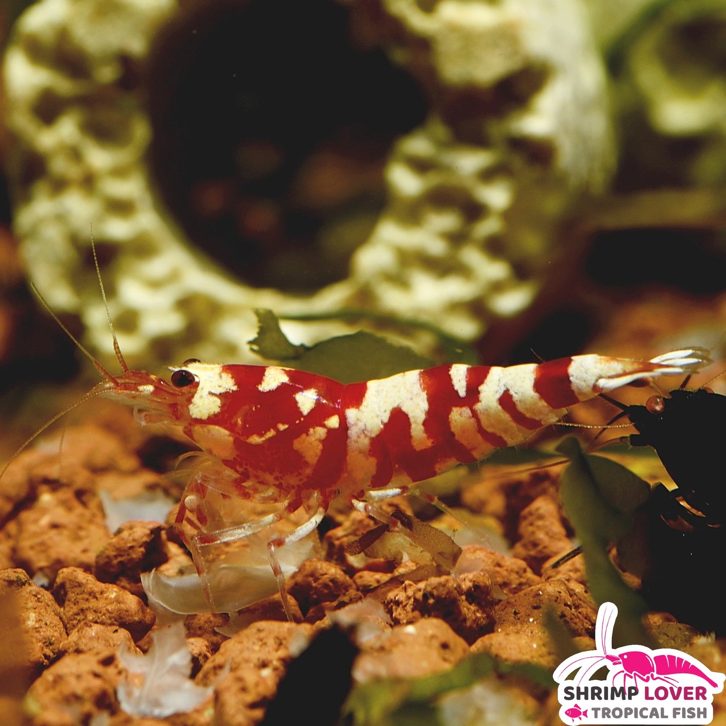 Red Fancy Tiger Shrimp