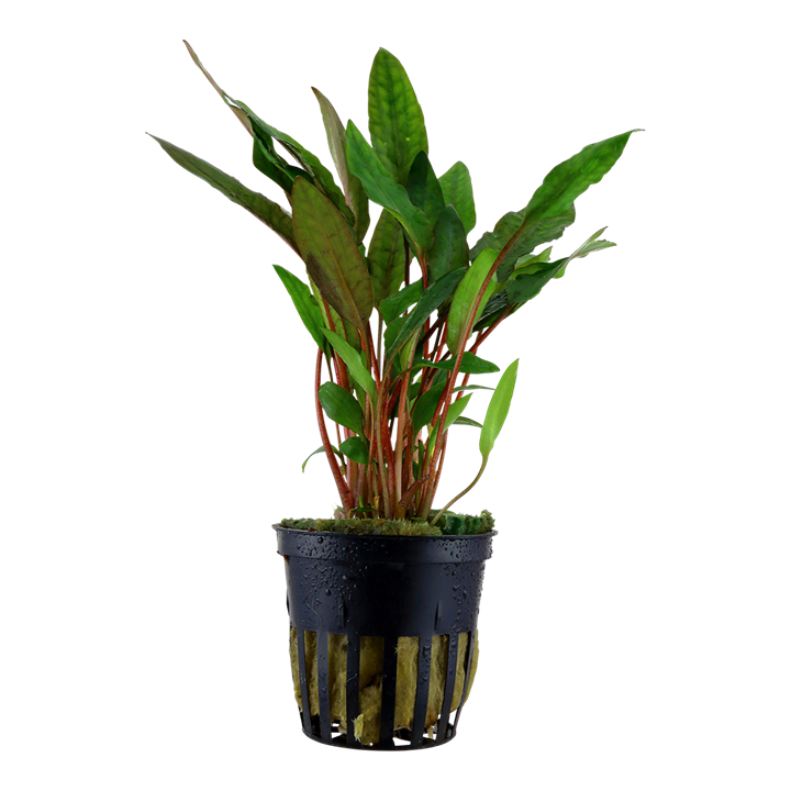 Cryptocoryne beckettii 'Petchii'