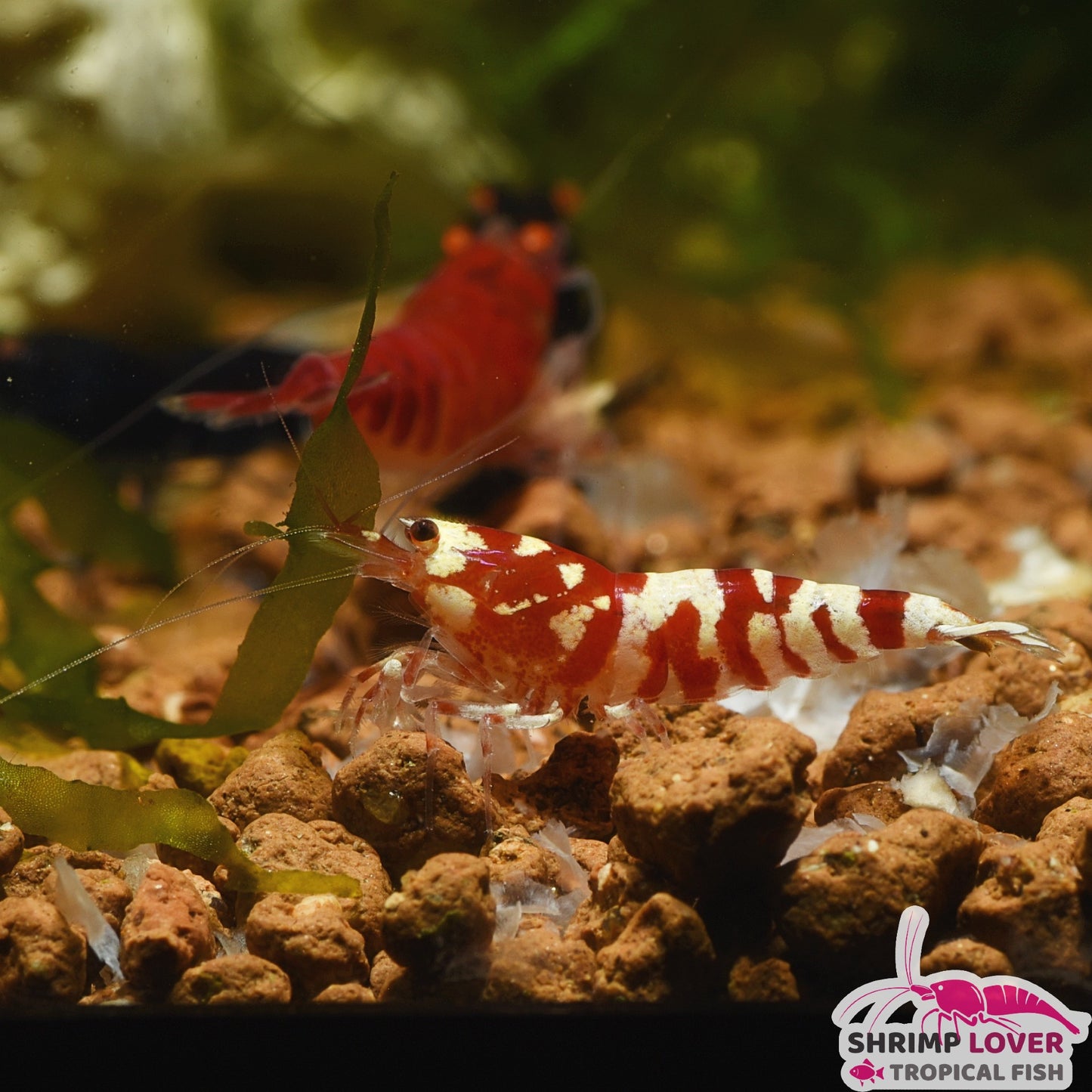 Red Fancy Tiger Shrimp