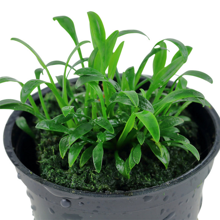 Cryptocoryne parva