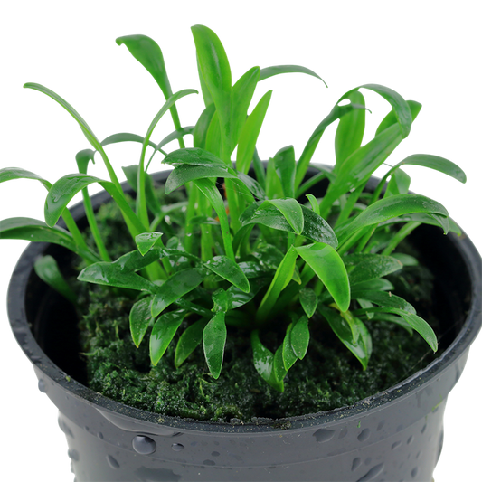 Cryptocoryne parva