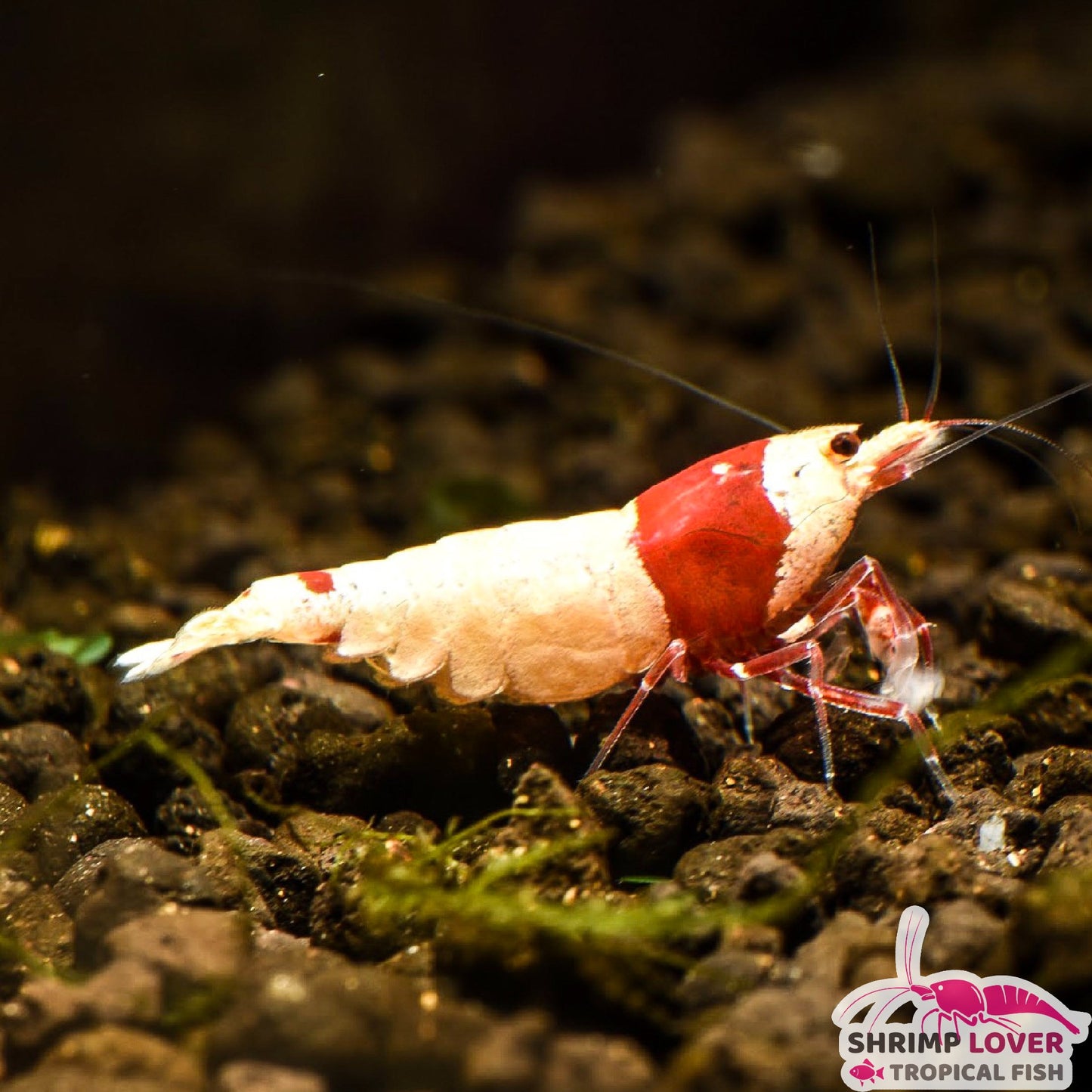 Pureline red crystal SSS Shrimp