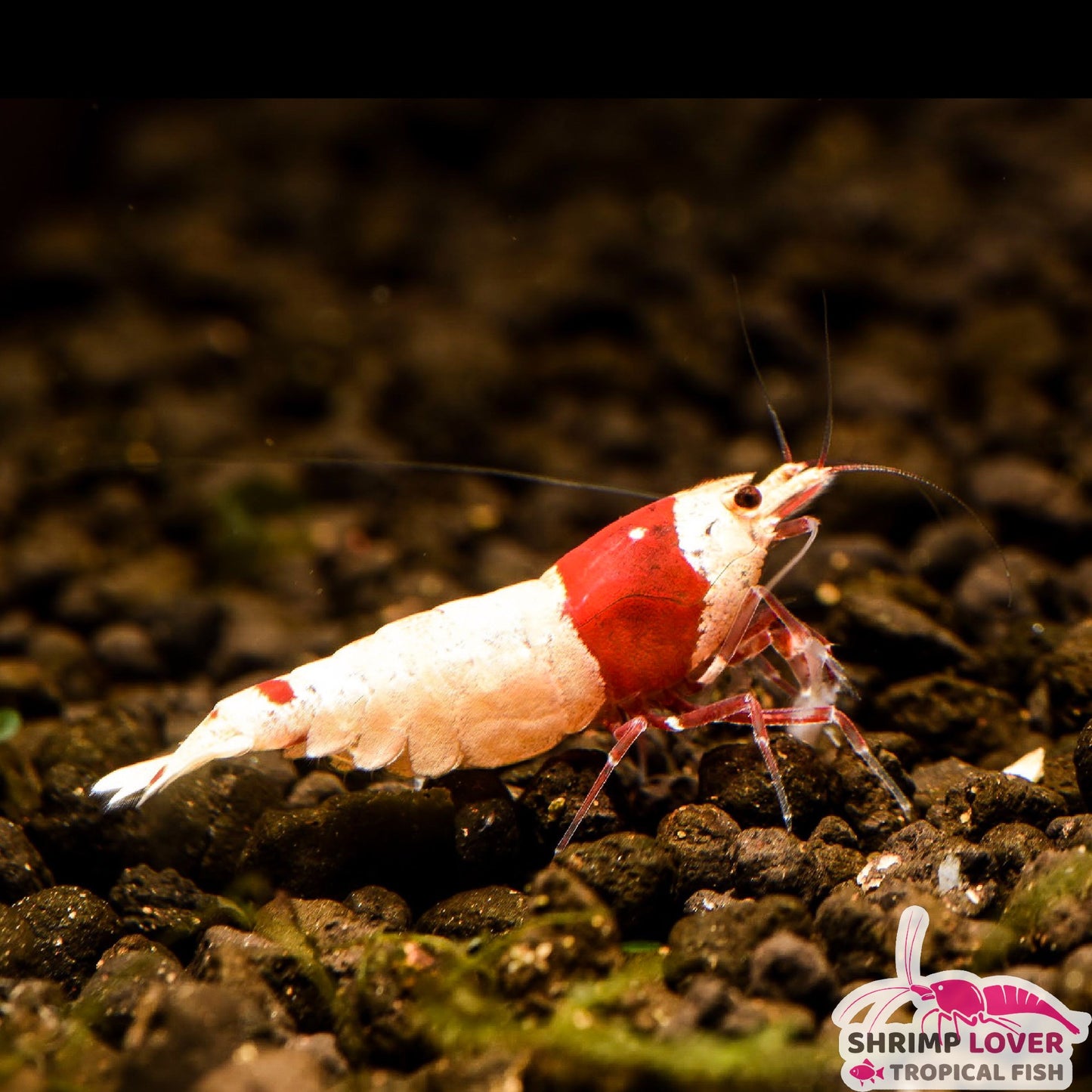 Pureline red crystal SSS Shrimp