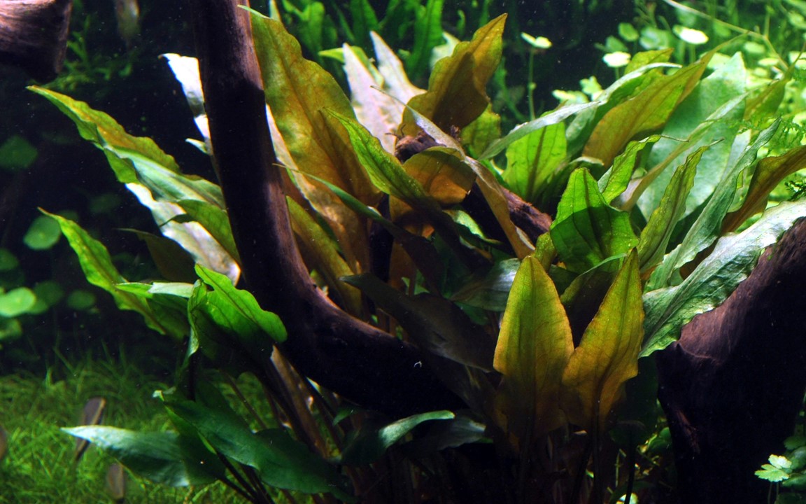 Cryptocoryne undulata 'Broad Leaves'