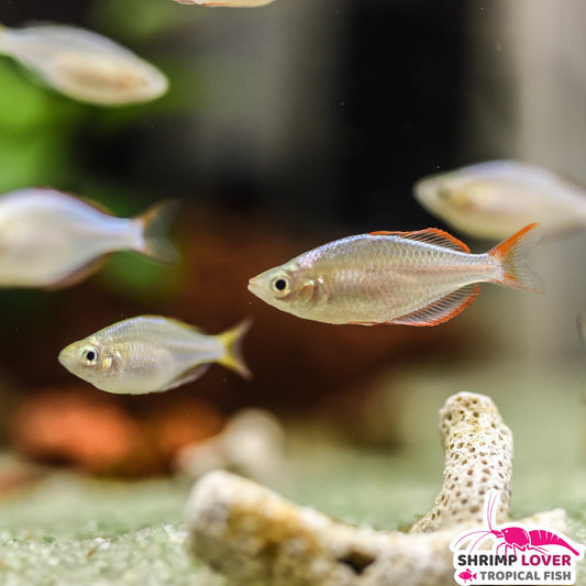 Neon Dwarf Rainbowfish