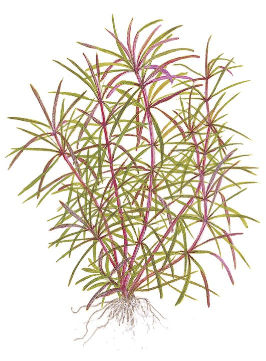 Pogostemon stellatus