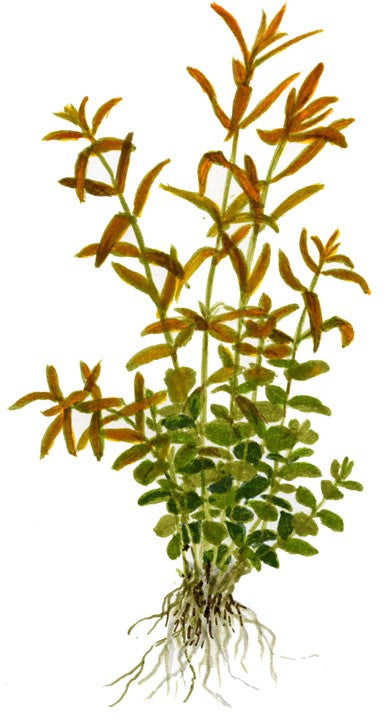 Rotala rotundifolia