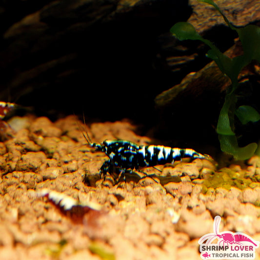 Black Galaxy Fishbone Shrimp