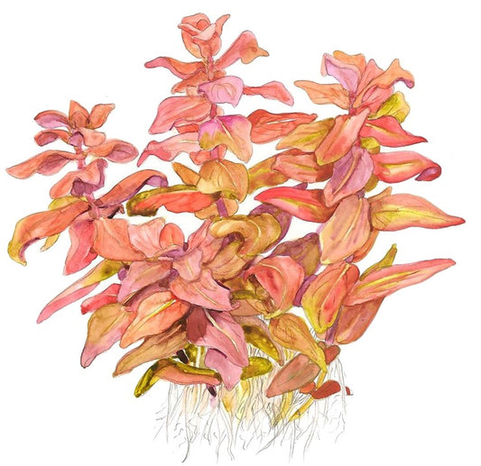 Rotala macrandra