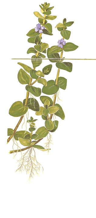 Bacopa caroliniana