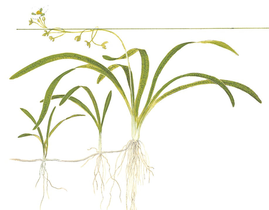 Sagittaria subulata