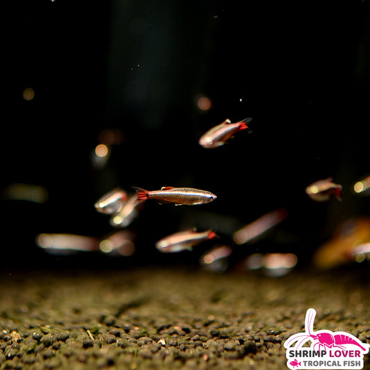 White Cloud Mountain Minnow