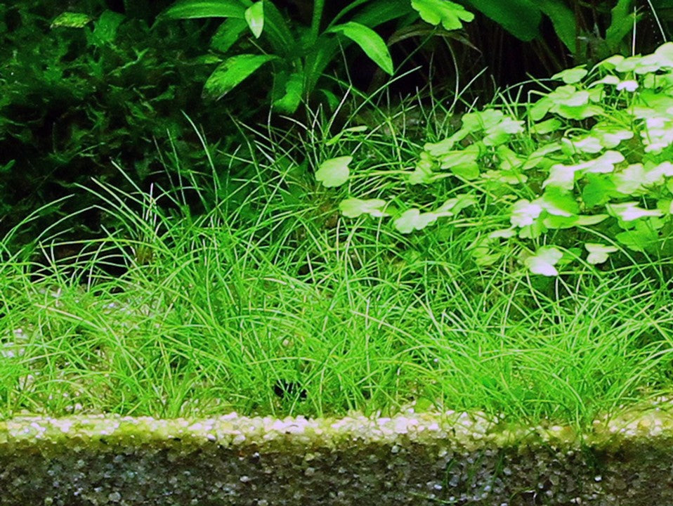 Eleocharis acicularis