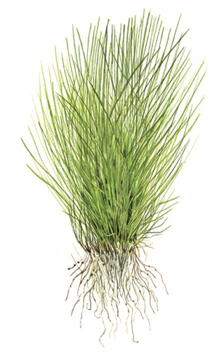 Eleocharis acicularis