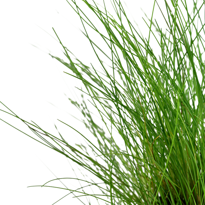 Eleocharis parvula