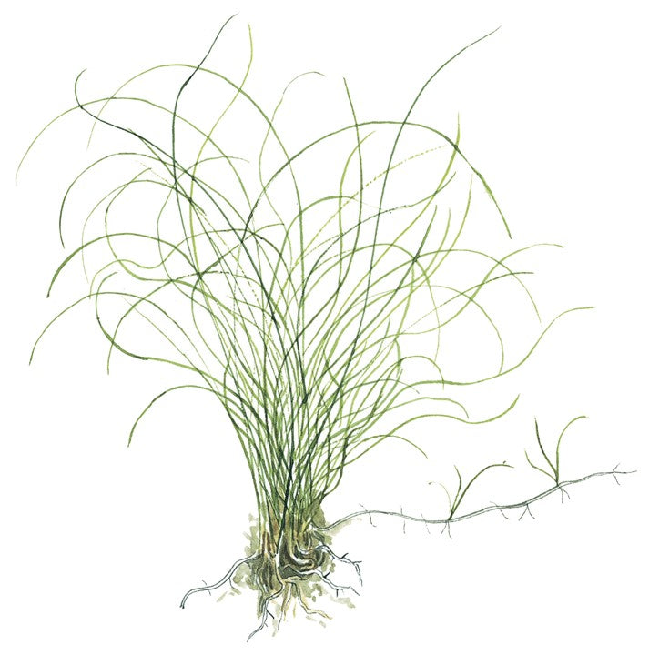 Eleocharis parvula